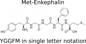 Met-enkephalin strutural representations